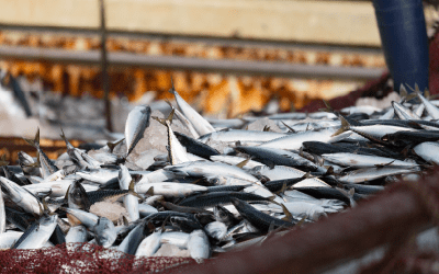 安心安全の国産魚を使用